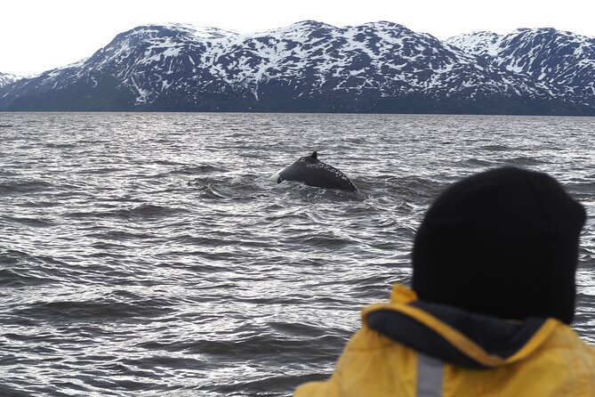 Small group Whale watching - Why the Altafjord is worth the search