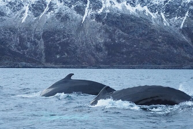 Small group Whale watching - From Alta pickup to the first briefing