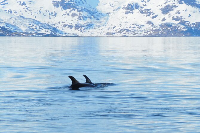 Small group Whale watching - Clothing, comfort, and physical demands