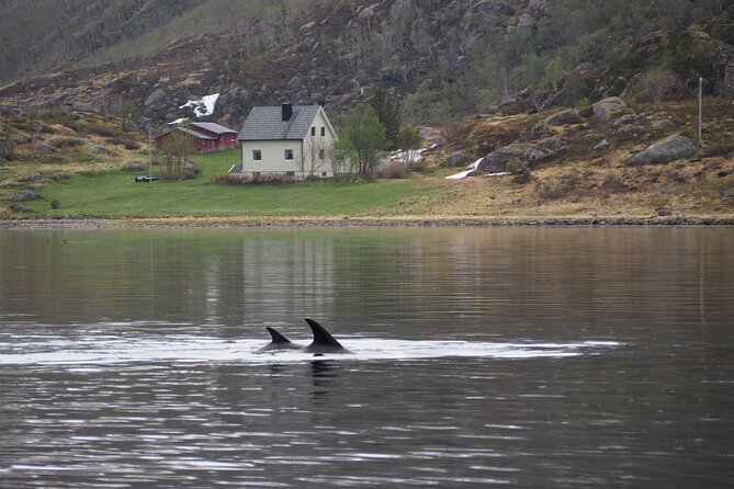 Small group Whale watching - Weather, cancellations, and the wild card