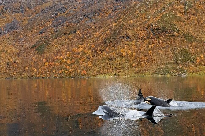 Small group Whale watching - Who should book this Alta whale tour?