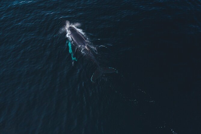 Small Group Whale Watching by RIB - The RIB ride: speed, spray, and a closer view