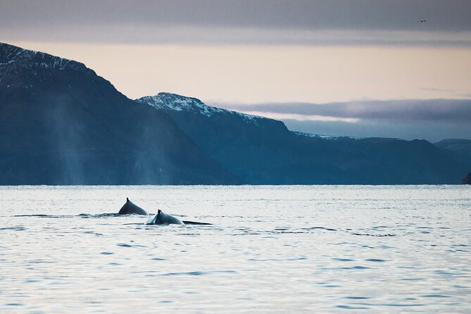 Small Group Whale Watching by RIB - Cold-weather comfort on the water