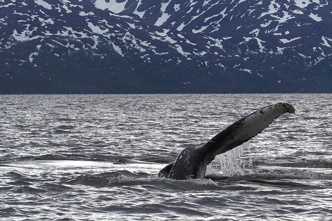 Small group Whale watching - Three hours searching for whales