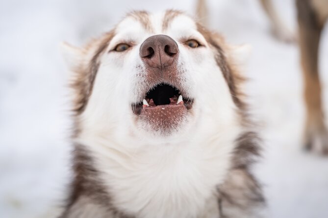 Small Group Wilderness Husky Sledding 2h from Tromsø (car needed) - Taking the reins at a small husky kennel