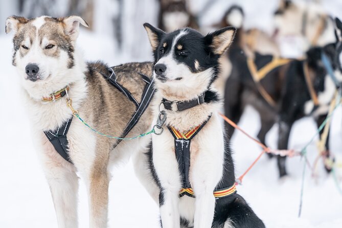 Small Group Wilderness Husky Sledding 2h from Tromsø (car needed) - Arriving in Øverbygd at 9:30 am