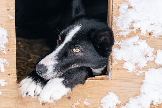 Small Group Wilderness Husky Sledding 2h from Tromsø (car needed) - Following the quiet snow trails