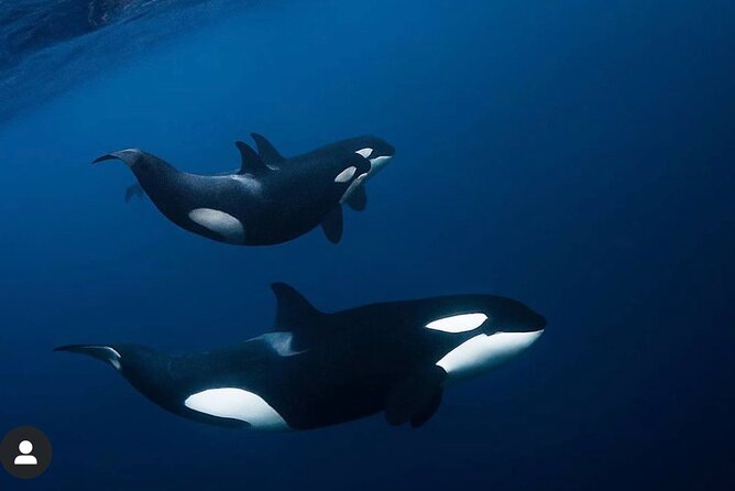 Snorkeling with Orcas In Norway, 4 days All-Inclusive expedition - Why the Small Catamaran Changes the Experience