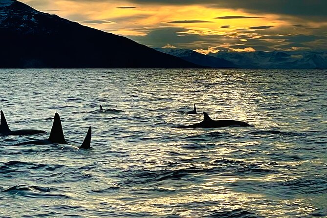Snorkeling with Orcas In Norway, 4 days All-Inclusive expedition - What a Four-Day Rhythm May Feel Like