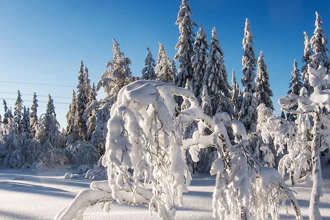 Snowshoe Tour in Winter Wonderland - Oslo - Forest trails, snowfields, and Nordic winter life