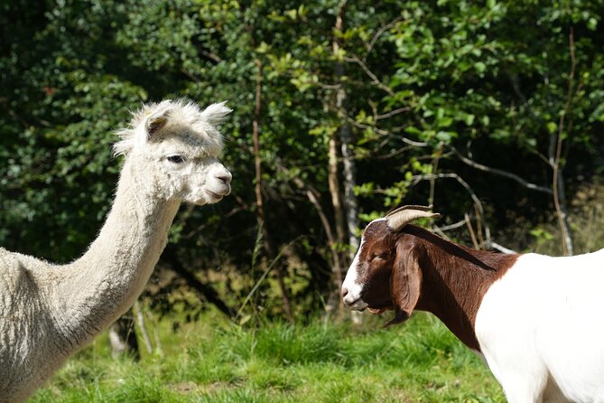Steim Farm Experience in Vik, Norway - A real farm above Vik, not a staged animal stop