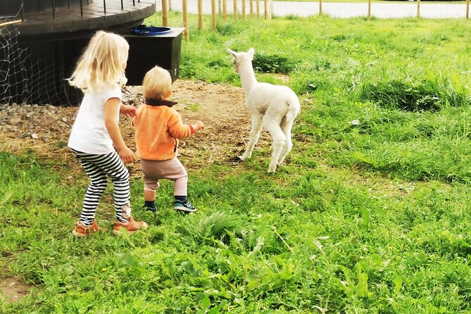 Steim Farm Experience in Vik, Norway - Price, timing, and what you receive
