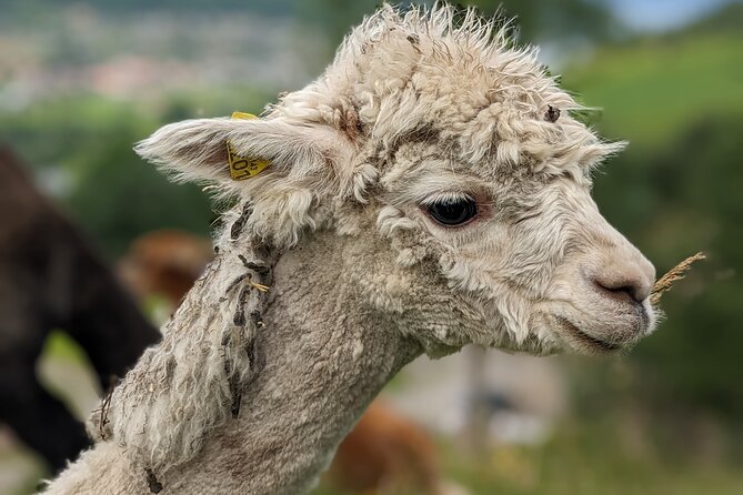 Steim Farm Experience in Vik, Norway - Who will get the most from Steim farm