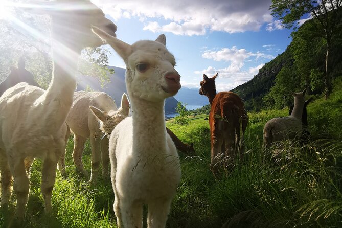 Steim Farm Experience in Vik, Norway - Practical ways to plan your visit