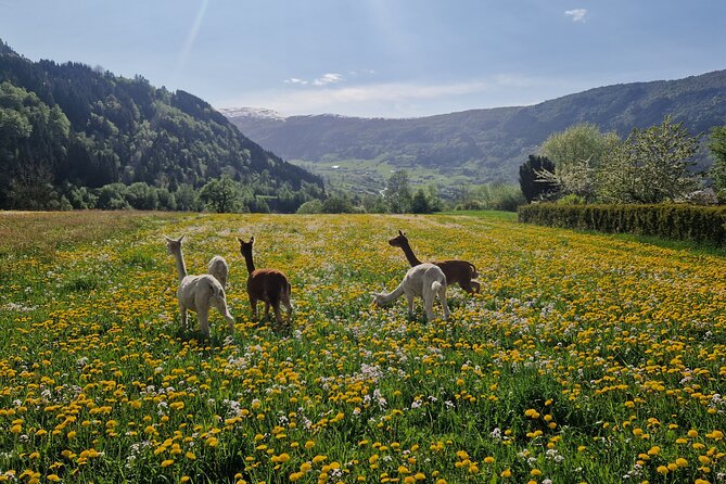 Steim Farm Experience in Vik, Norway - Walking the fields and following the farm’s daily work