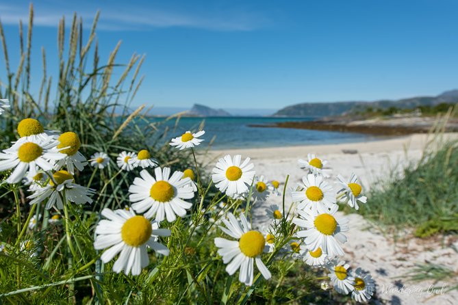 Summer Fjord Road Trip with Citizen Science with Wandering Owl - Who will enjoy this Kvaløya road trip most
