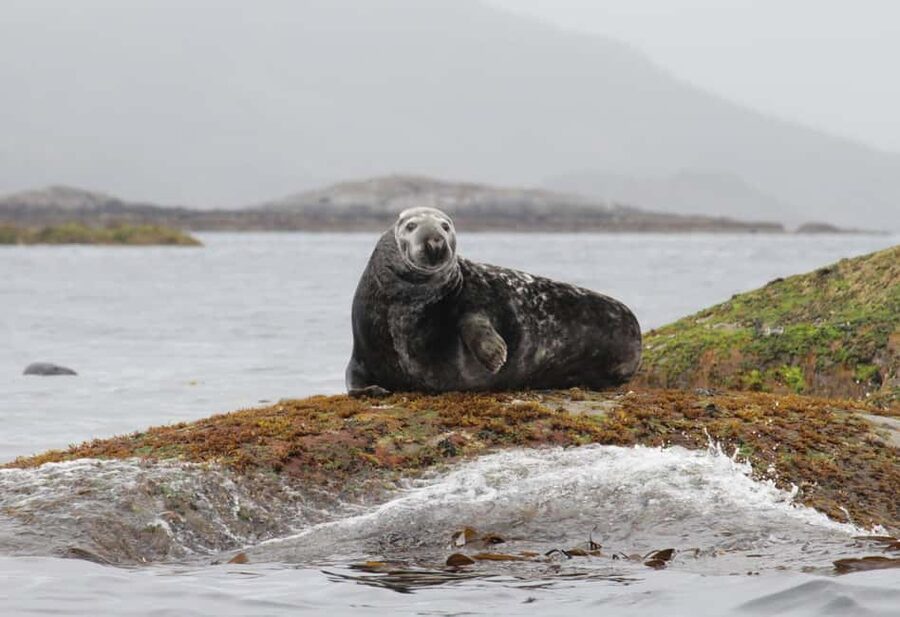 Summer Snorkeling with Grey Seals - The first 30 minutes: getting ready and learning the basics