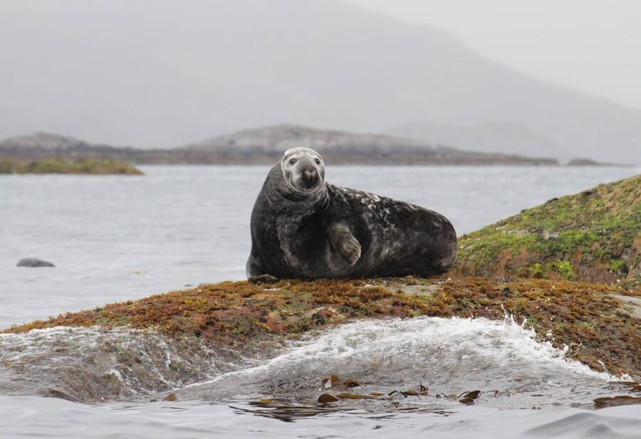 Summer Snorkeling with Grey Seals - Currents, reboarding, and the need to swim well