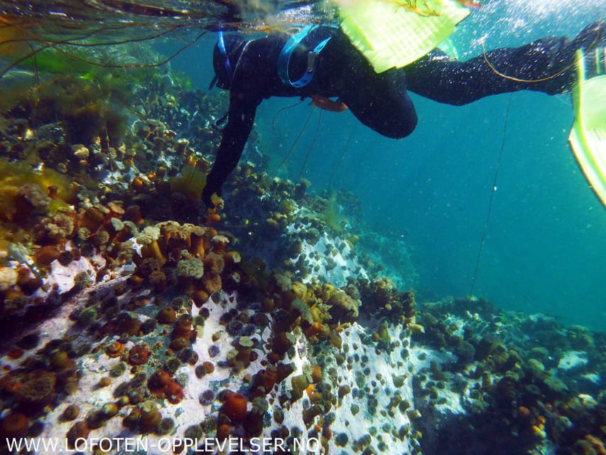 Summer Snorkeling with Grey Seals - Who will enjoy this most?