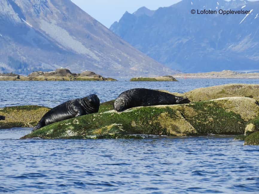 Summer Snorkeling with Grey Seals - Meeting in Henningsvær at Dreyers gate 15