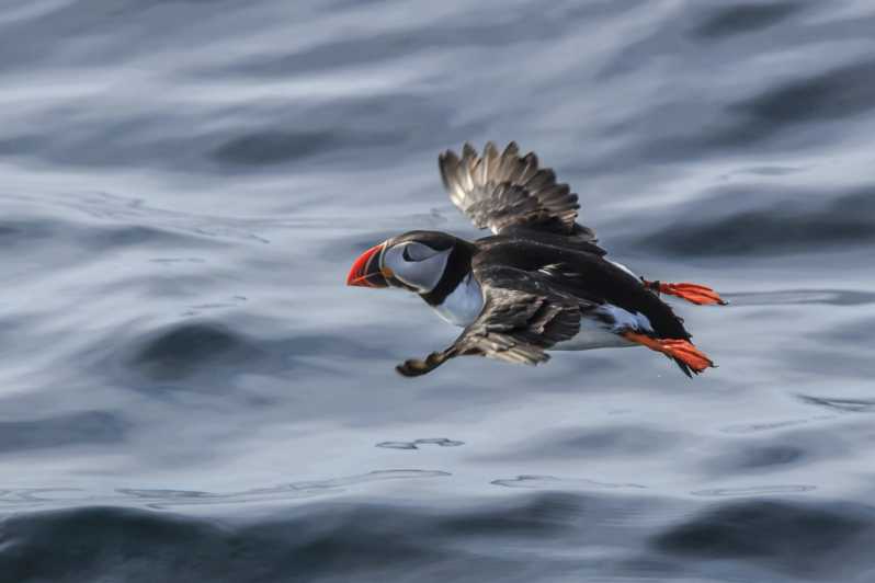 The Bird Safari Tour - From Honningsvåg to Gjesvær in 30 scenic minutes