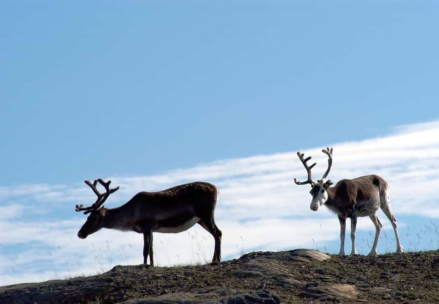 The North Cape Midnight Tour - Why a midnight visit changes North Cape