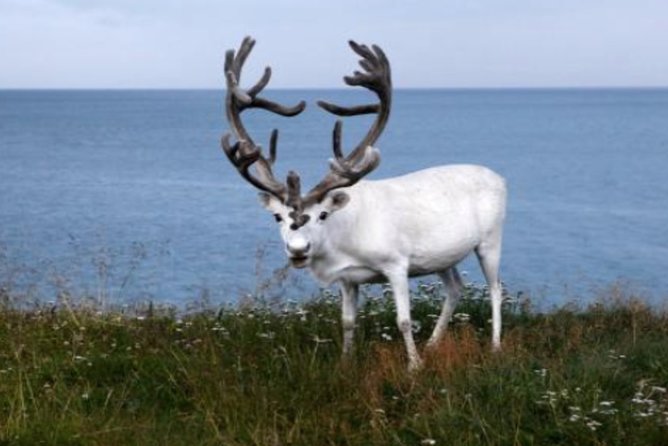 The North Cape, Reindeer and Sami Families Tour - Is $162.10 a fair price?