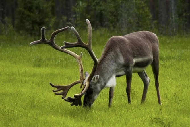 The North Cape, Reindeer and Sami Families Tour - Nordkapphallen and the North Cape viewpoint