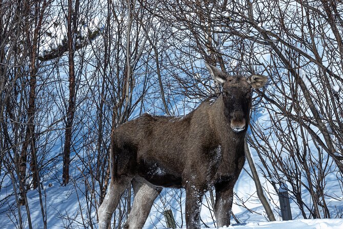 Tour of the authentic fjords of Kvaløya - Food, warmth, and the practical comforts