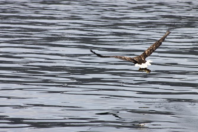 Tromsø: Arctic Fjord Cruise & Fishing Experience - A good choice for families and first-time fishers