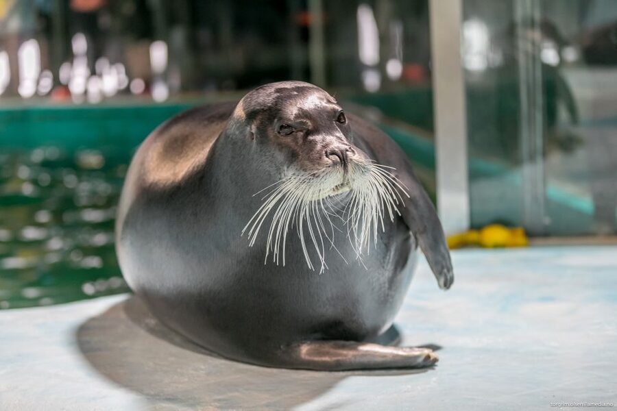 Tromsø: Entrance Ticket to Polaria - The seal enclosure and feeding sessions