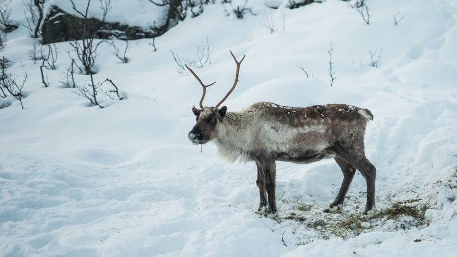 Tromsø: Exclusive Fjord Adventure by Bus - Why the flexible route matters