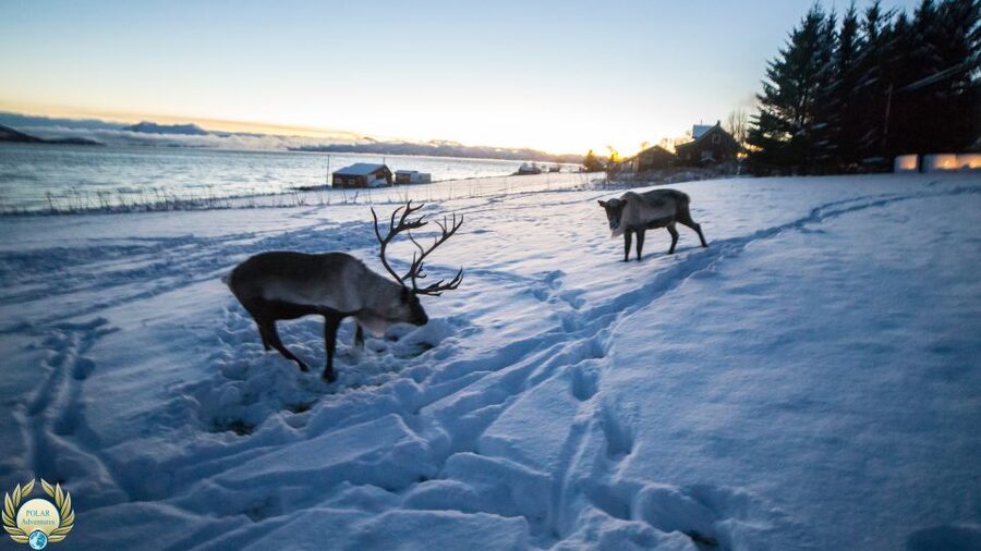 Tromsø: Exclusive Fjord Adventure by Bus - Who should book this Tromsø fjord tour?