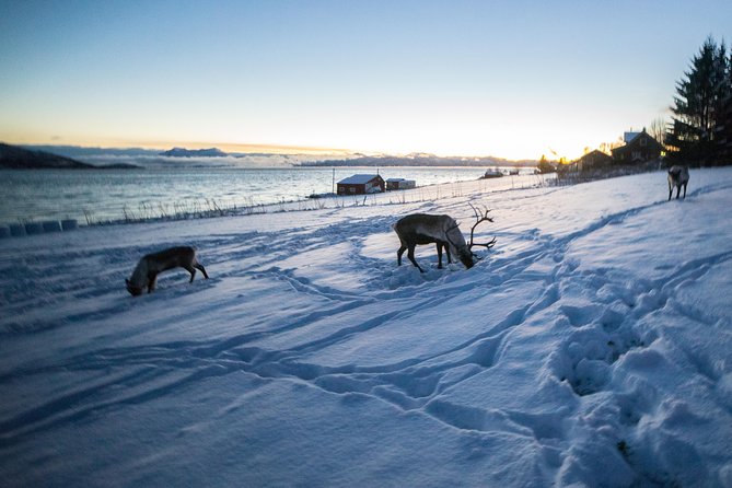 Tromsø: Exclusive Fjord Adventure by Bus - Ersfjordbotn and the first real photo stop