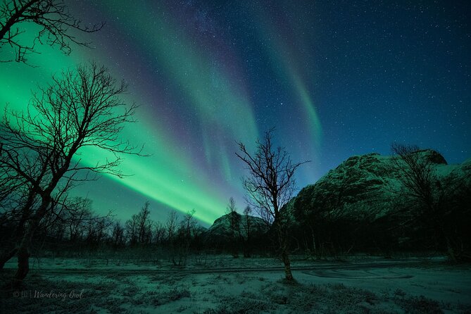 Tromsø: Express Aurora Hunt with Wandering Owl - The van, group size, and pickup details