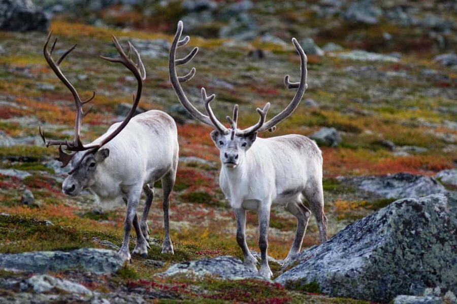 Tromso: Fjord Arctic Adventure Expedition - Whale Island and the first Arctic views