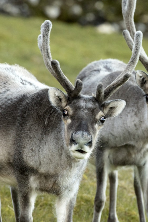 Tromso: Fjord Arctic Adventure Expedition - Warm drinks, food, and the pace of the day