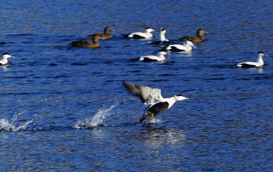 Tromsø: Fjord Cruise by Luxury Yacht - Fishing, steering, and a little family fun