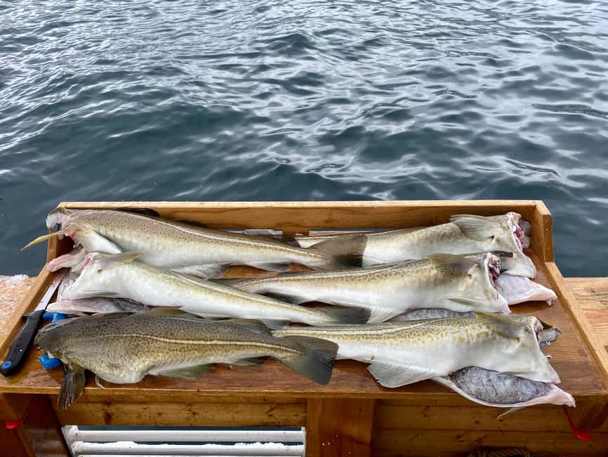 Tromsø: Fjord Fishing Cruise - Finding the fishing spots