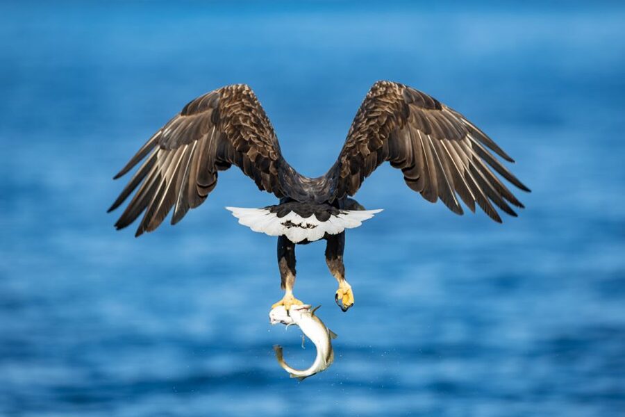 Tromsø: Fjord History Cruise with Snack and Drinks - Who should book the Hermes II cruise?