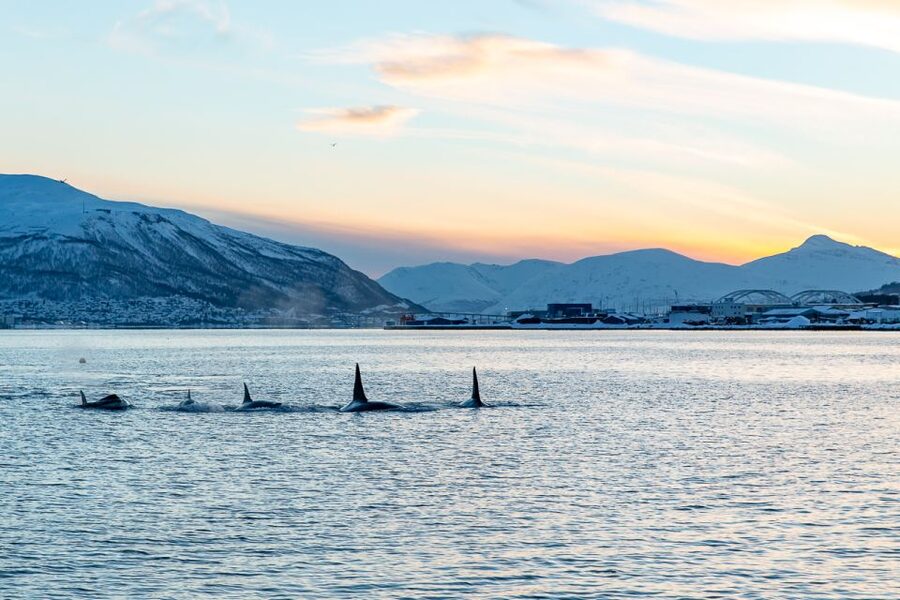 Tromsø: Fjord History Cruise with Snack and Drinks - Leaving Tromsø Sound for the nearby fjords