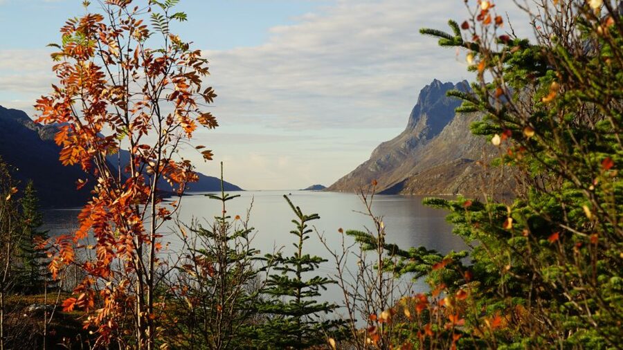 Tromsø: Fjord Sightseeing in a Tesla X Luxury Electric Car - Who should book this fjord tour?