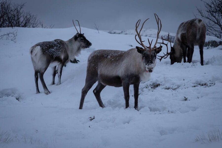 Tromsø: Fjords & Beaches Tour with Campfire and Arctic Food - Why this Tromsø tour feels different