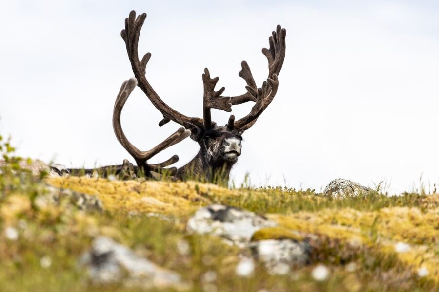 Tromso: Guided Fjord Expedition in Kvaløya with Light Lunch - A warm Arctic lunch by the sea