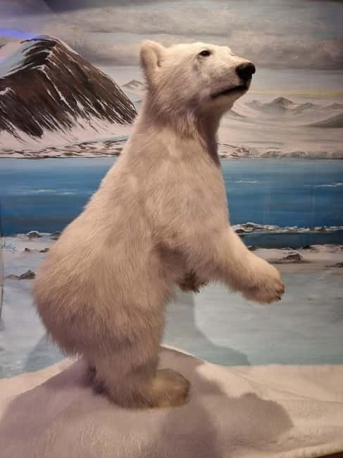 Tromsø: Guided Polar Bear Walk incl. Polaria & Polar Museum - Key points at a glance