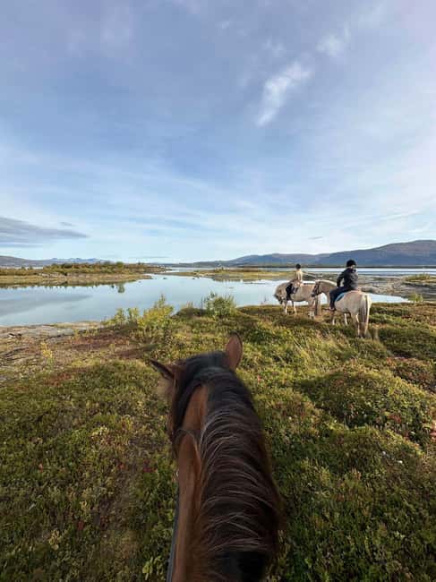 Tromsø: Horseback Riding Tour - Meeting a Lyngshorse, Fjordhorse, or Dølahorse