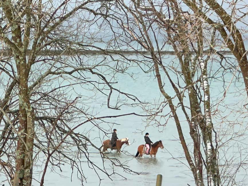 Tromsø: Horseback Riding Tour - Riding Through Forest, Hills, and Along the Sea