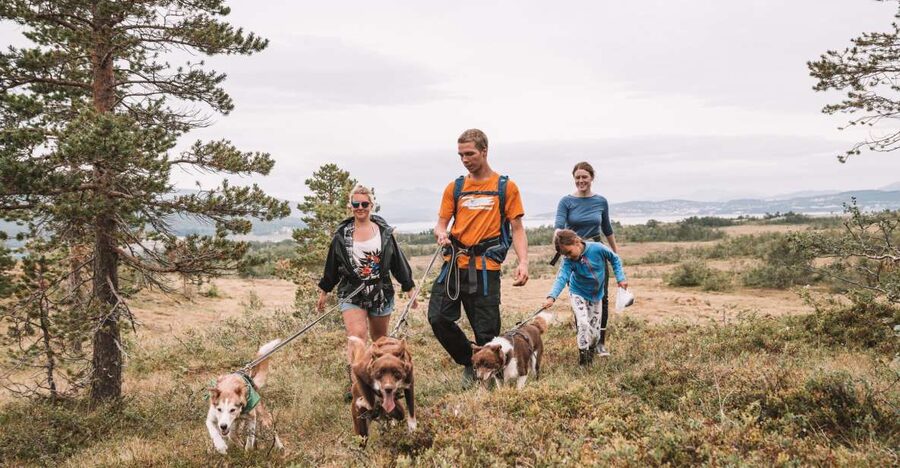 Tromsø: Husky Hike and Puppy Visit with Traditional Lunch - Walking through the Tromsø countryside