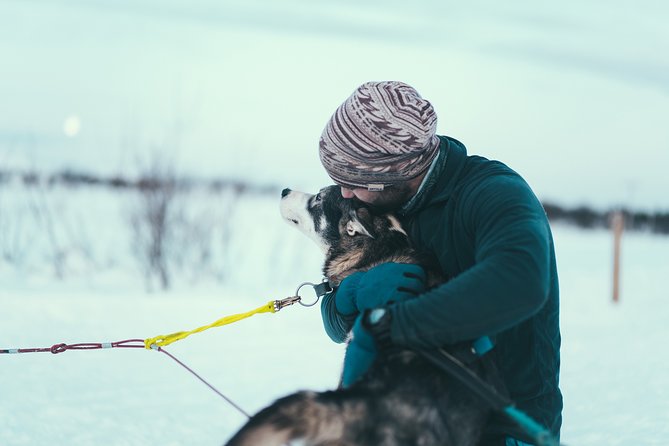 Tromso Husky Self-Drive Sledding with Cake and Drink in Lavvu - Driving a team of huskies near Tromsø