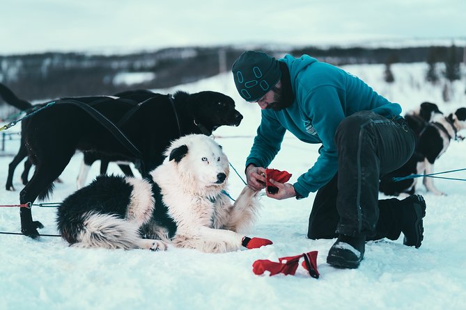 Tromso Husky Self-Drive Sledding with Cake and Drink in Lavvu - What the self-drive lesson covers
